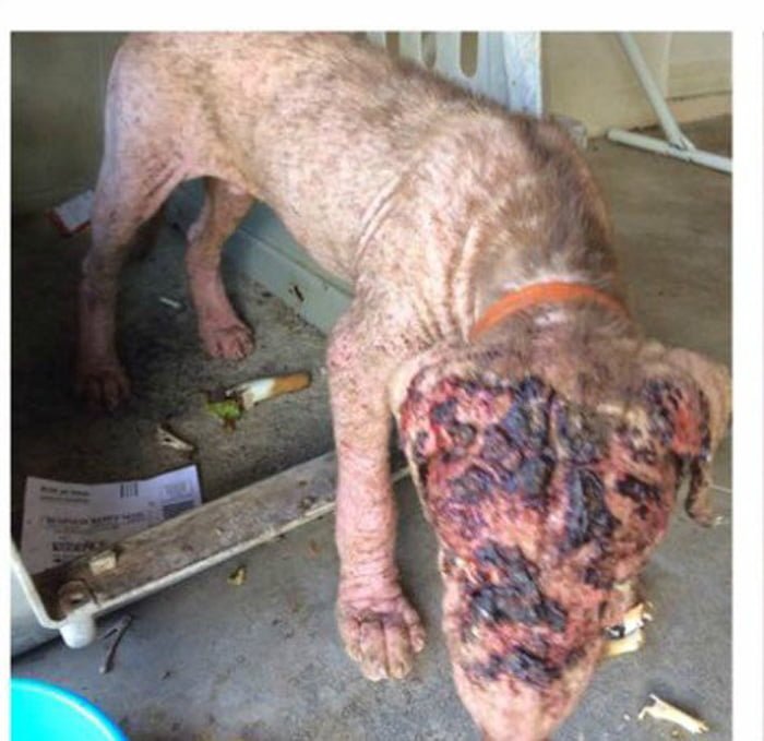 Perro sufría maltrato