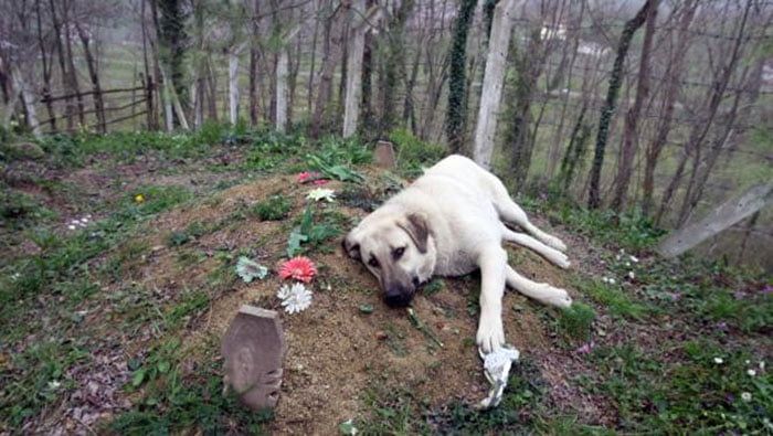 Perro visita la tumba de su dueño