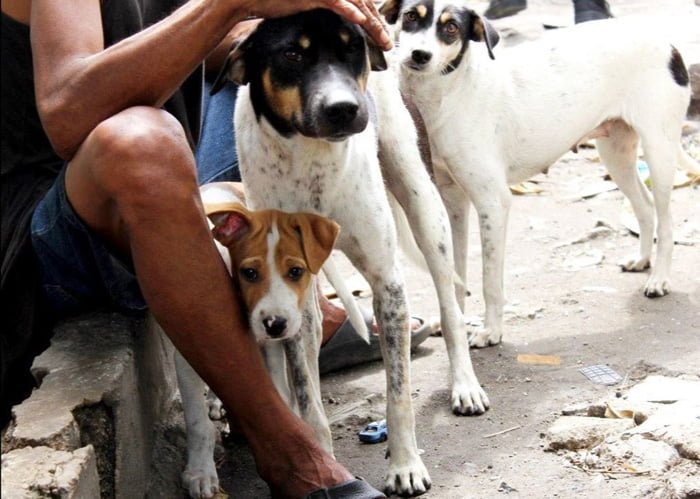 Perro viven en un cementerio