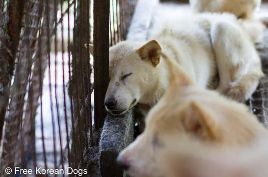 Perros destinados para el sacrificio Perros destinados para el sacrificio