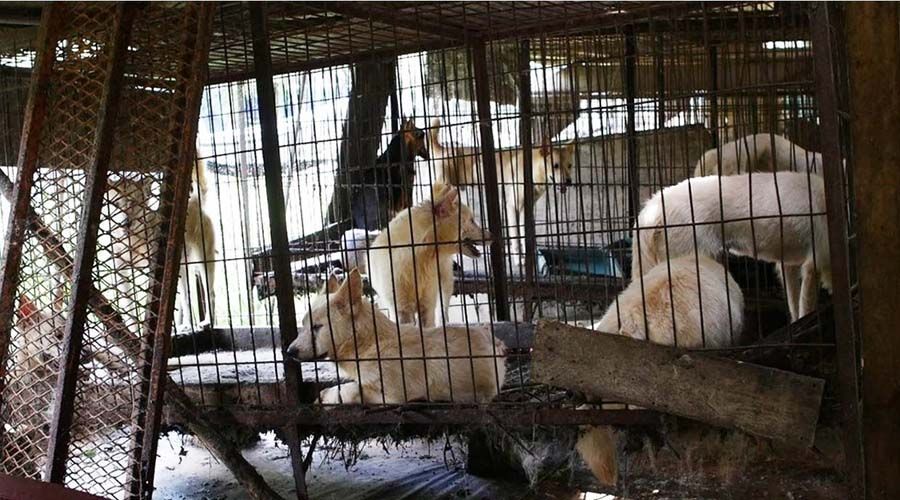 Perros encerrados en jaulas