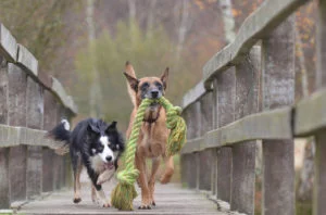 Perros jugando