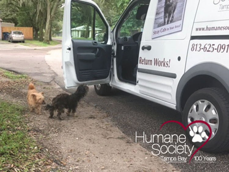 Perros rescatados en Tampa durante el huracán