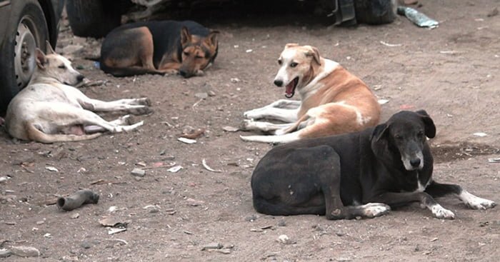 En la india se recompensará con monedas de oro a las asociaciones que asesinen la mayor cantidad de perros sin hogar 4 Perros sin hogar en la India
