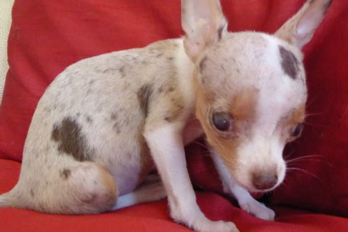 Este cachorro "tacita de té" nació sin una parte de su cerebro por culpa de la ignorancia humana al querer reducir su tamaño 10 Pip