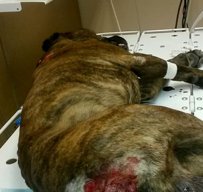 pit-bull-abusado-por-su-humano