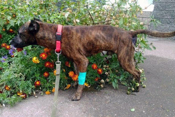 Pit bull usado como esclavo sexual