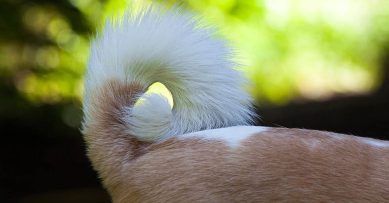 ¿Por qué no debes cortar orejas y cola a tu perro?