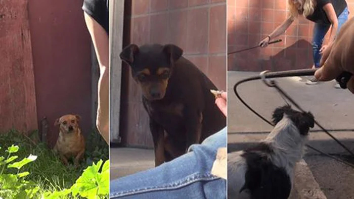 Tres perros fueron rescatados tras quedarse sin hogar Tres perros fueron rescatados tras quedarse sin hogar