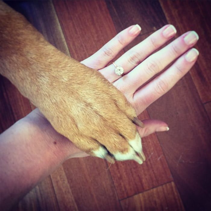 Perros se conocieron en un parque canino y ahora sus humanos se casarán 7 Tucker y su madre