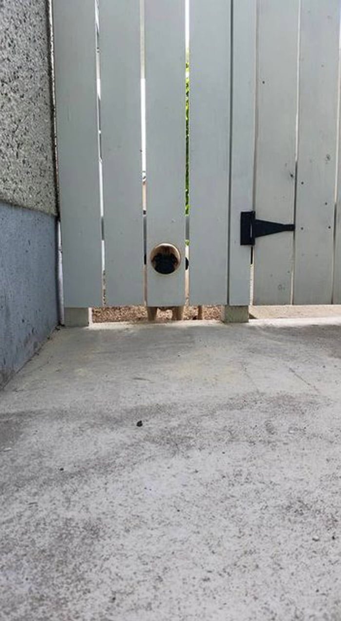 Perro asomándose a través de un agujero Ventana en una cerca
