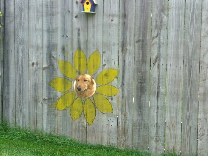 Agujero con diseño de girasol Ventana para perros