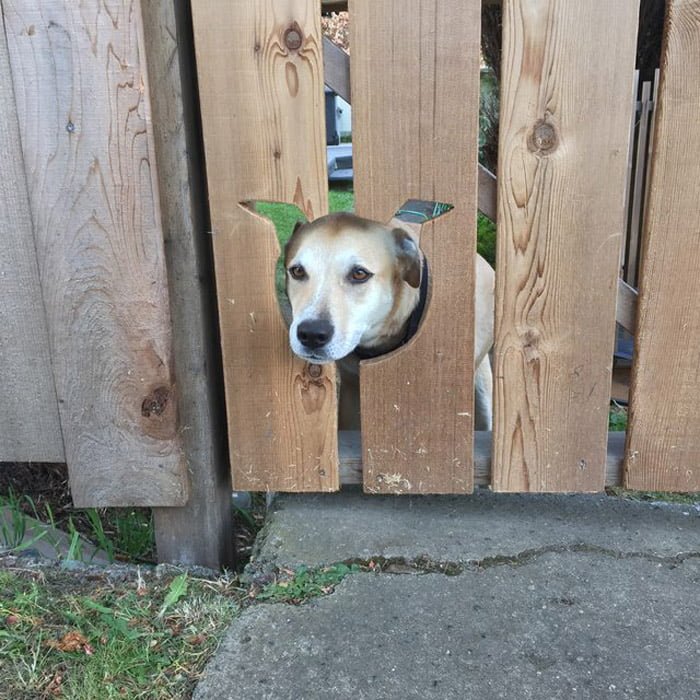 Perro curioseando agujeros creativos
