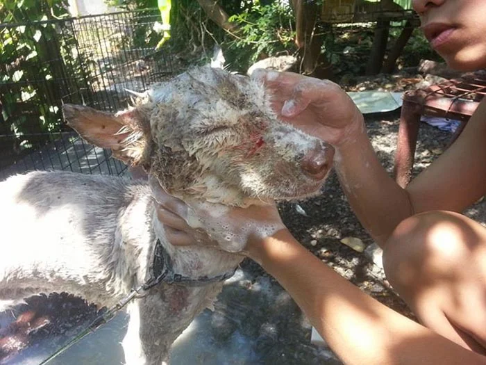 joven ayuda a perro