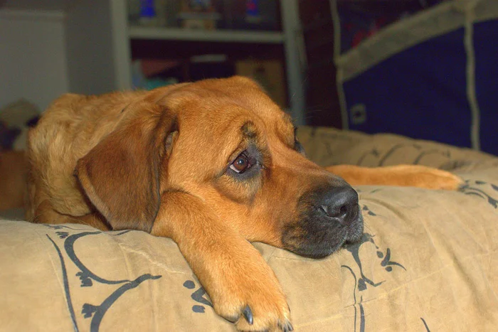 El sobrepeso en los perros se produce a menudo por una vida sedentaria