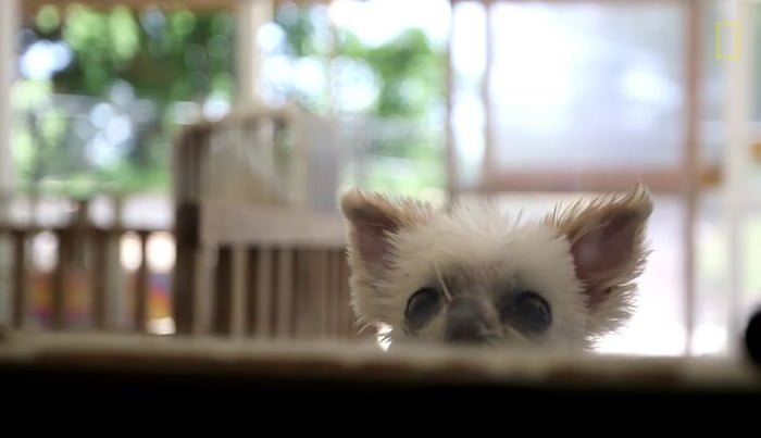 perrito anciano