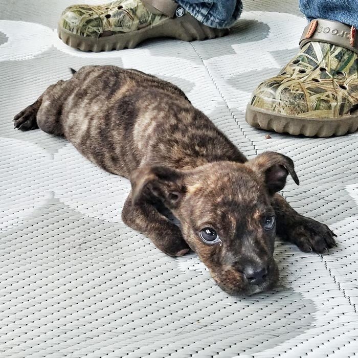 Perrito pit bull