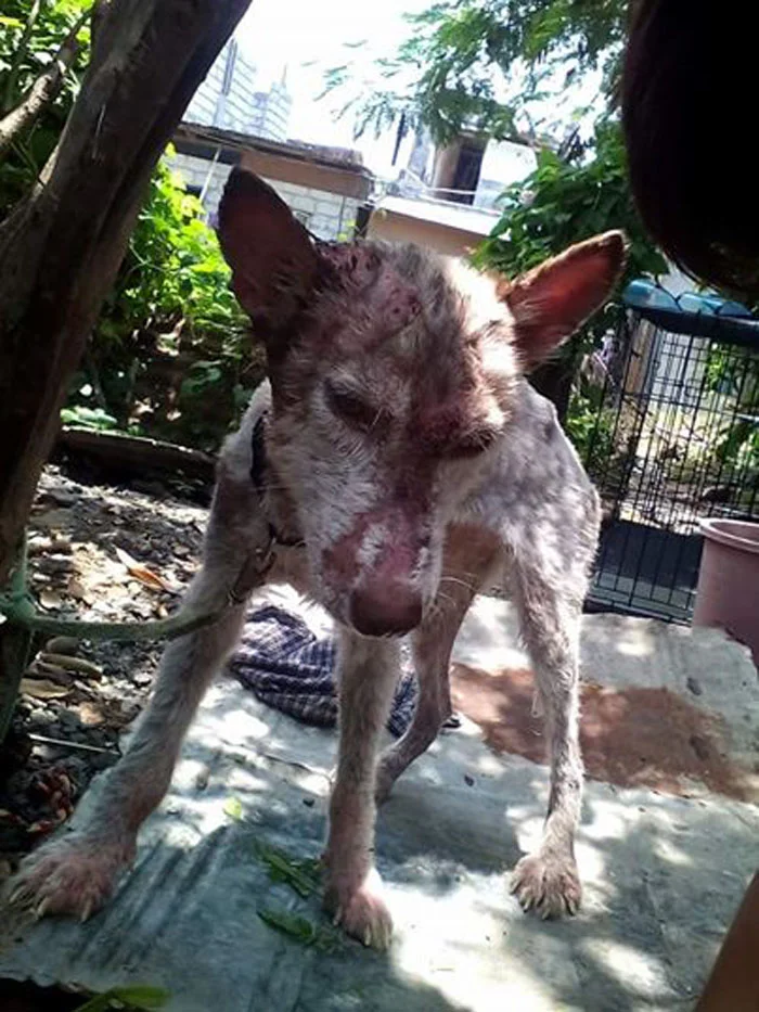  perro