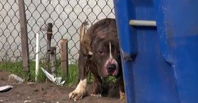 Pit bull fue agredido por unos niños