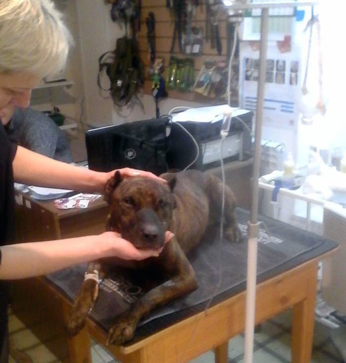 perro pit bull