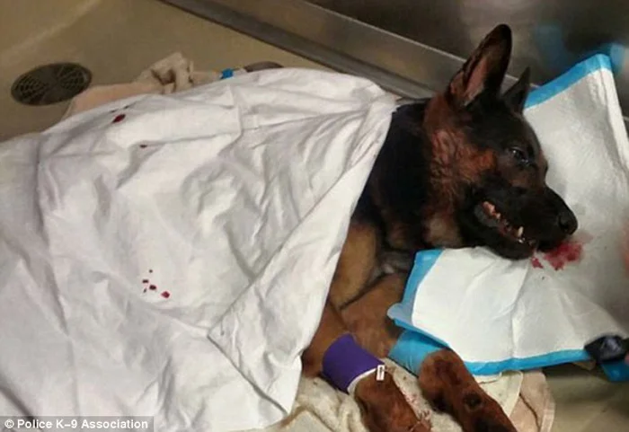 Jethro perro policía