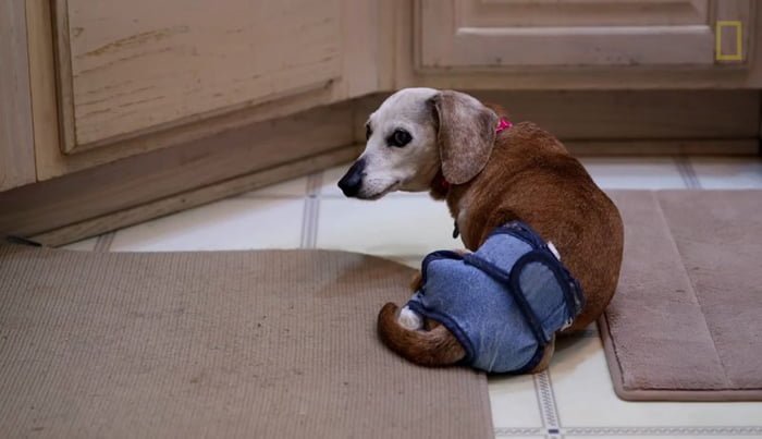 perro viejo