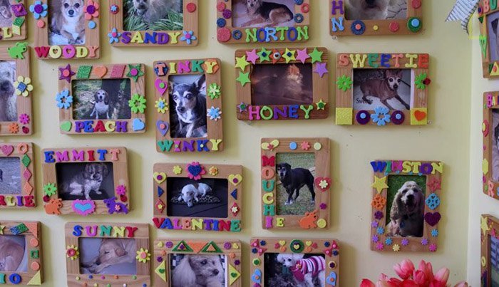 perros del hogar