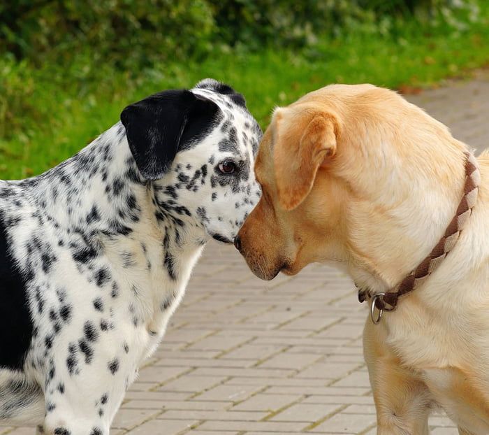 Los perros emiten señales antes de iniciar una pelea