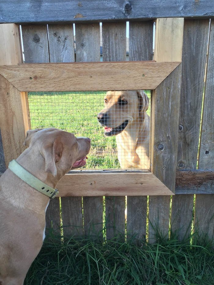 Este hombre construyó una ventana en la cerca para que sus perros puedan interactuar a través de ella 2 perros se hacen visita a traves de una ventana