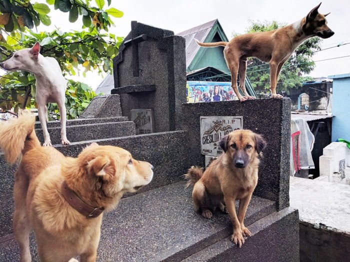 perros sobre mausoleos