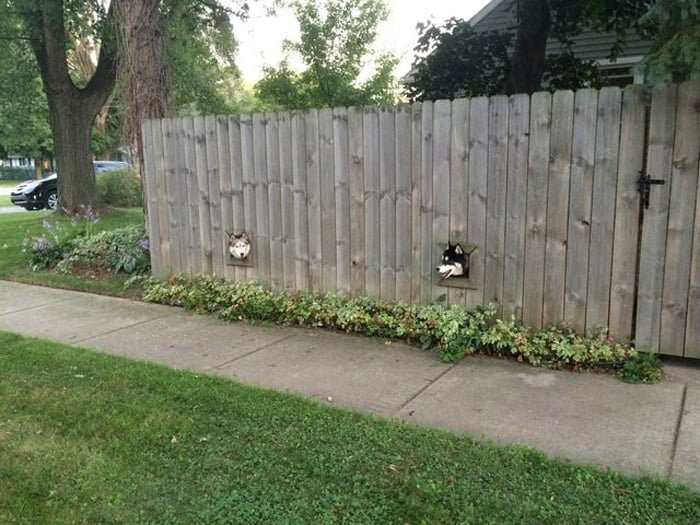 Los mejores amigos Perros visitándose