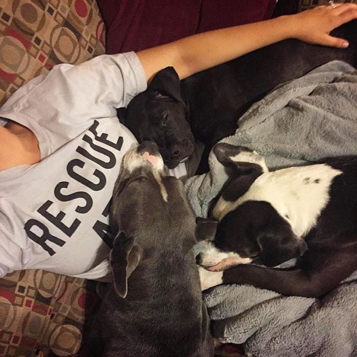 perros
