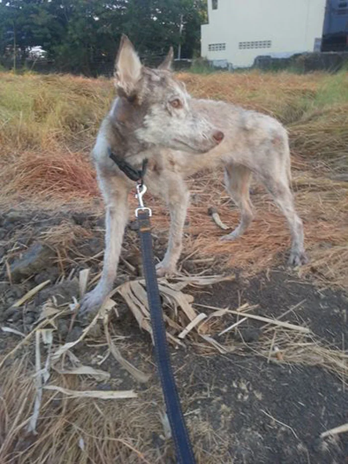  transformación de perro