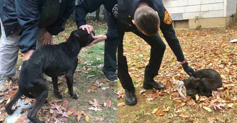 Familia disfrutaba de una barbacoa con cinco perros moribundos y uno muerto a su alrededor