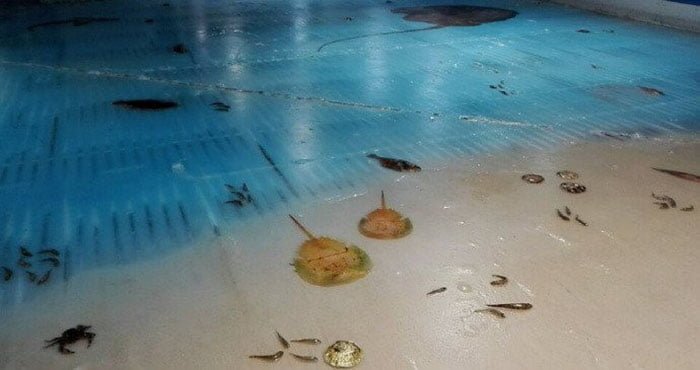 5000 peces congelados
