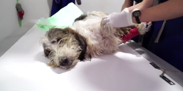 Buddy recibió atención veterinaria