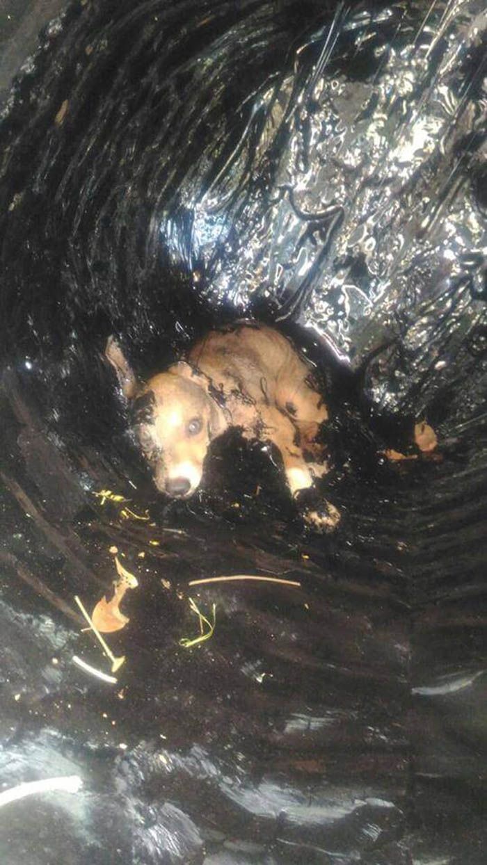 Cachorro fue arrojado en un barril de alquitrán