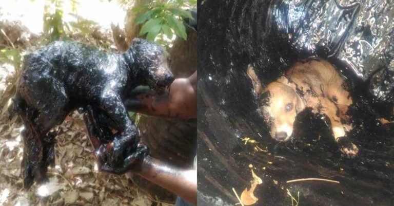 Este cachorro fue rescatado después de permanecer un día en un barril de alquitrán