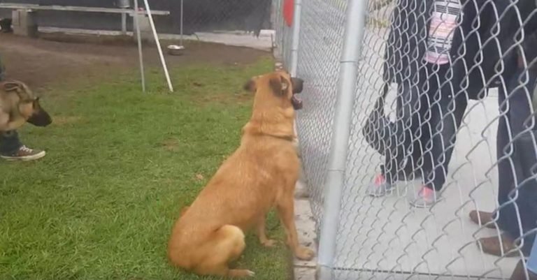 Esta perra estaba triste y devastada en un refugio cuando vio que su familia se marchaba con otro perro