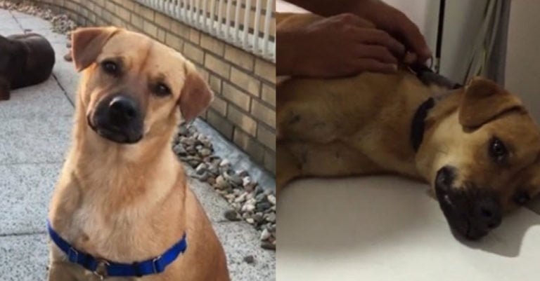 Este perro fue maltratado, él estaba traumatizado, pero logró recuperar la confianza y ahora es feliz