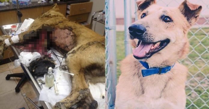 Este perro fue cubierto con asfalto caliente y estuvo a punto de morir