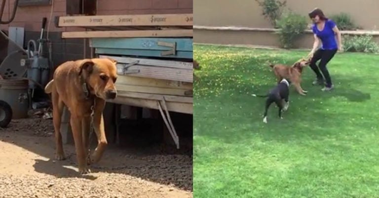 Este perro estuvo encadenado en el patio de su casa durante 10 años hasta que un hombre lo rescató