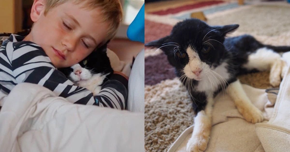 Familia adoptó a un gato de 20 años para hacerlo feliz en sus últimos años