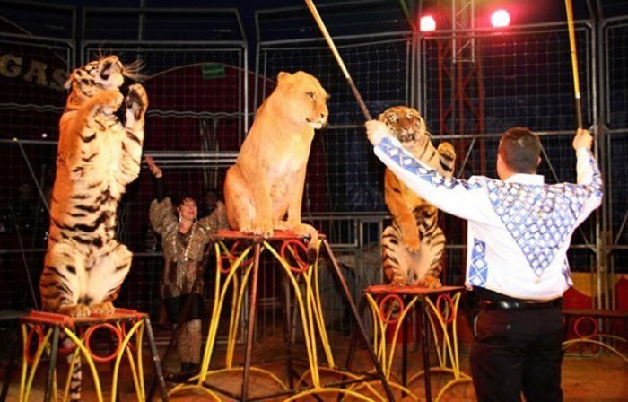 Felinos de circo