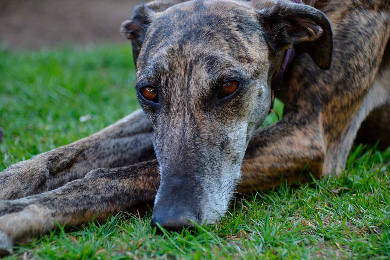 galgo