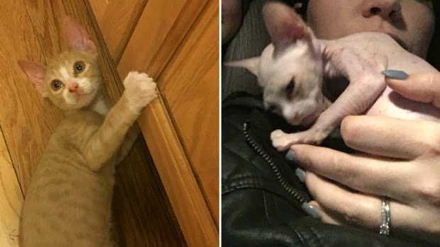 Esta gata fue afeitada y vendida como si fuera de raza Sphynx o gato esfinge