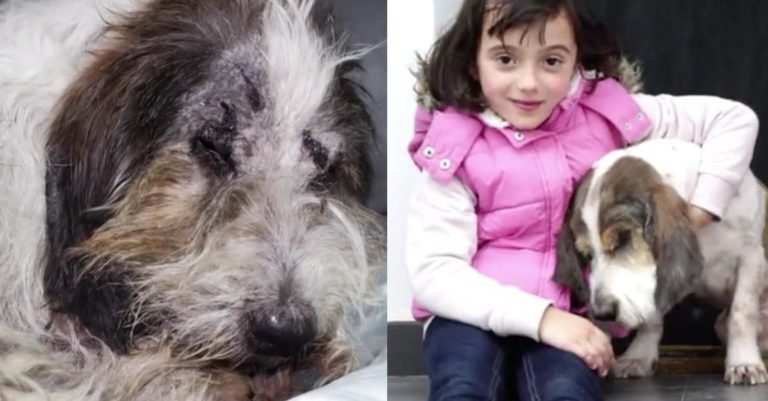 Perro abandonado en la carretera fue rescatado y tuvo una increíble transformación