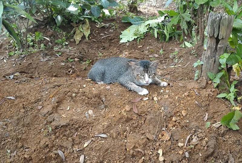 La gata vive en la tumba de su humana fallecida hace un año