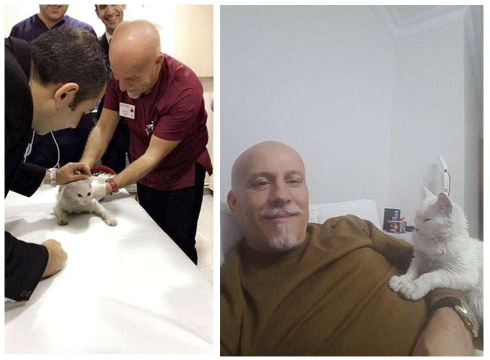 Médico salva a un gato sin hogar