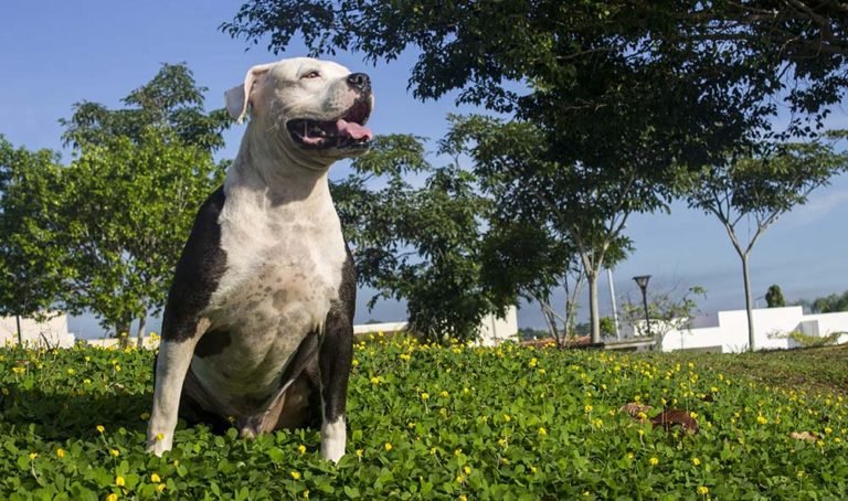 Prohíben las peleas de perros en México, la reforma obliga al trato digno de los animales